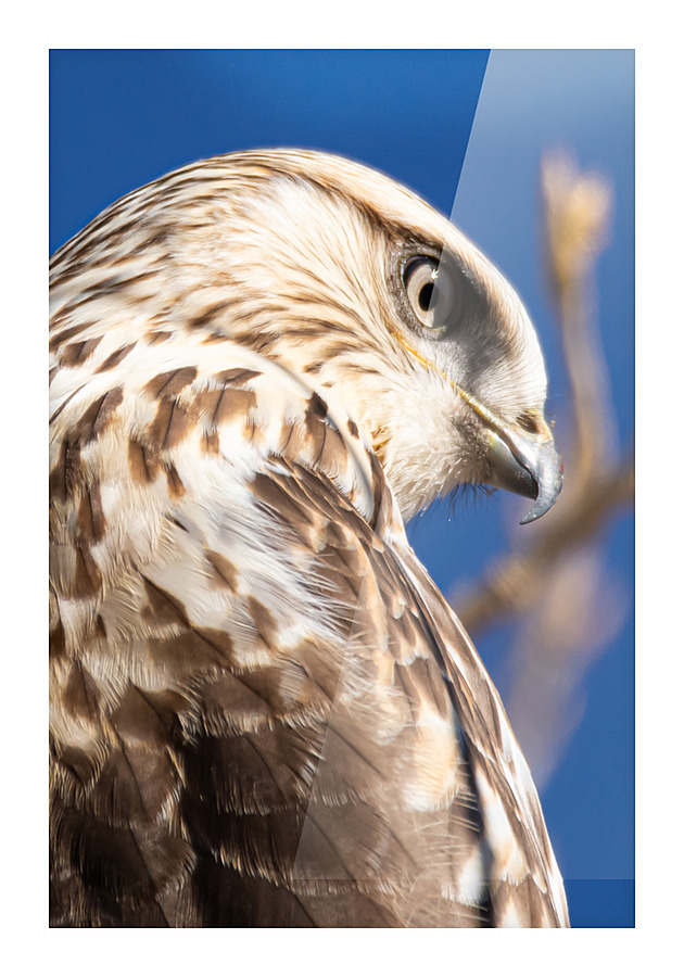 Rough Legged Hawk Picture Frame print