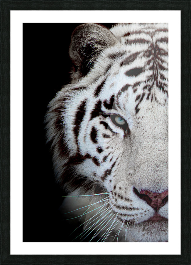 Tigers Eye Picture Frame print