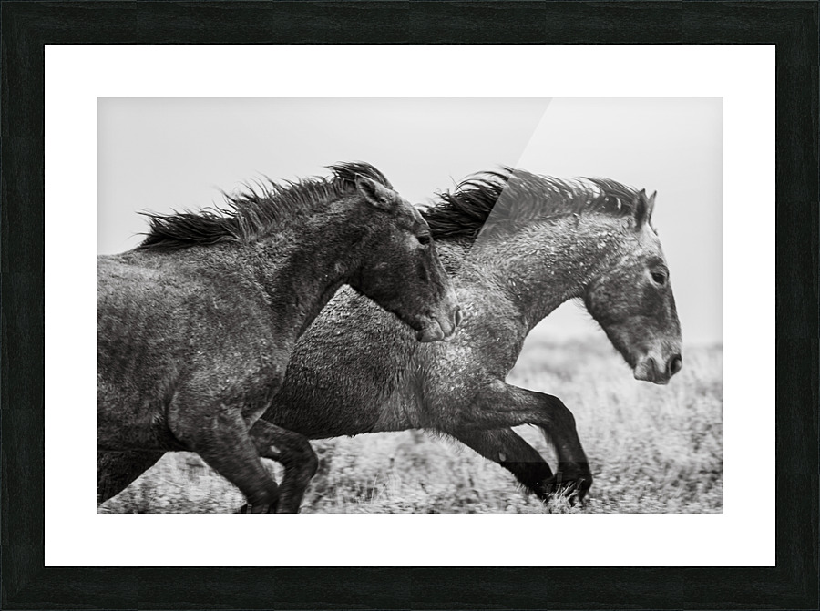 Wild Mustangs Picture Frame print