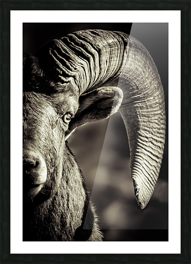 Bighorn Eye Picture Frame print