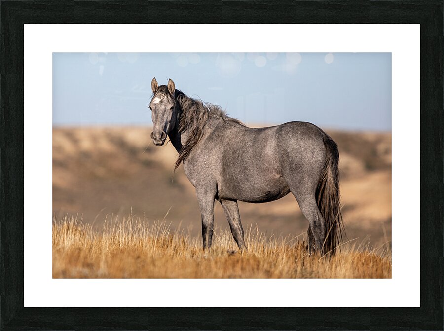 Sable Picture Frame print