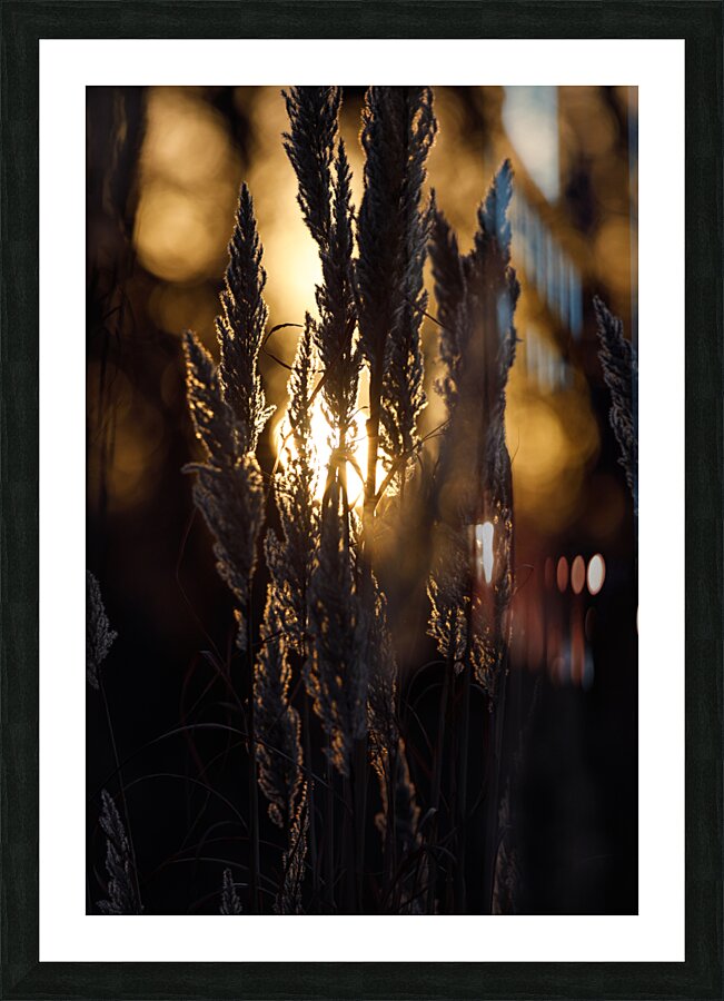 Golden Wheat Picture Frame print