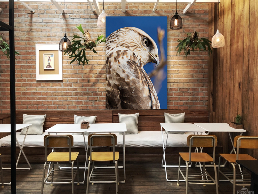 Rough Legged Hawk Reproduction