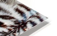 Tigers Eye HD Metal print