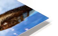 Wild Donkey HD Metal print