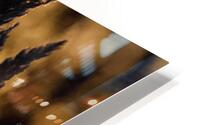 Golden Wheat HD Metal print