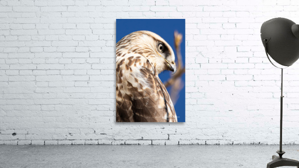 Rough Legged Hawk Wall Preview
