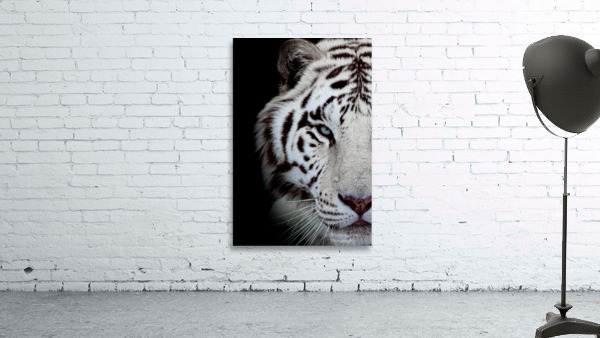 Tigers Eye Wall Preview