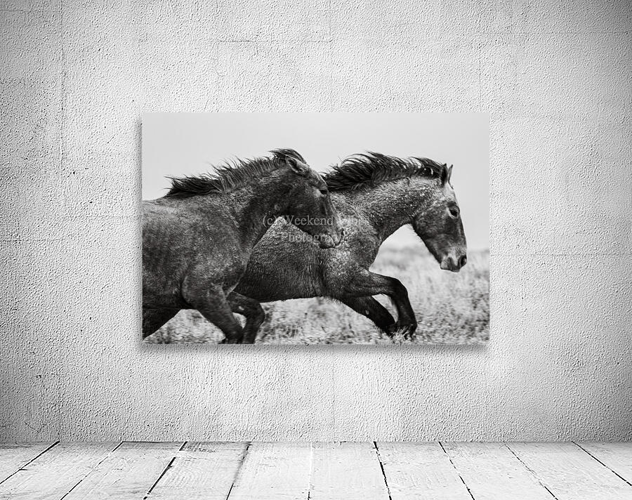 Wild Mustangs Wall Preview