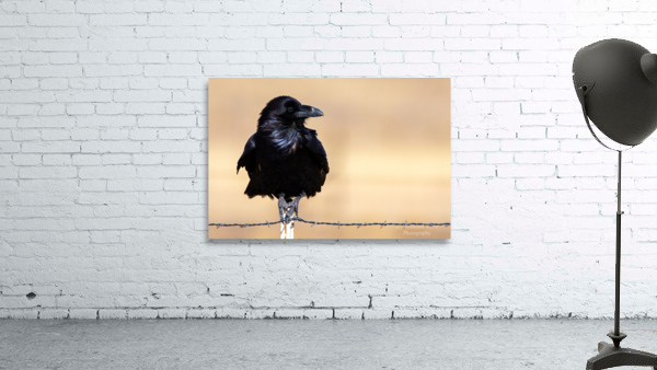 The Raven Wall Preview