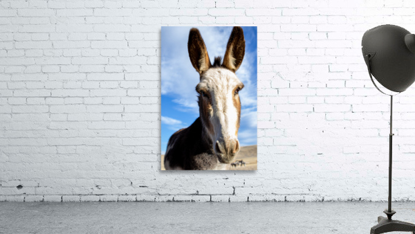 Wild Donkey Wall Preview