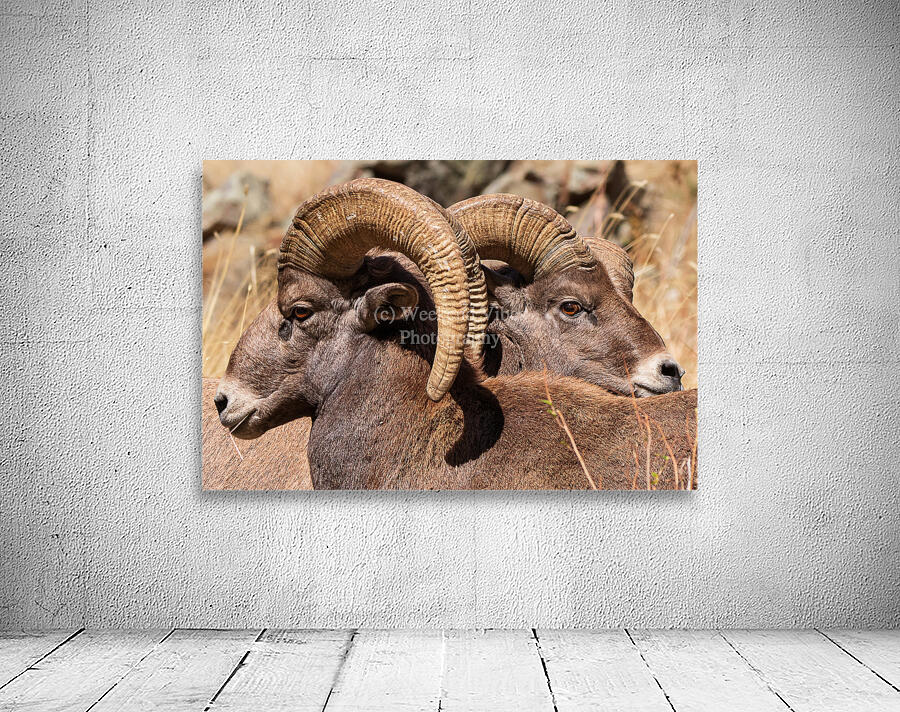 Rams Wall Preview
