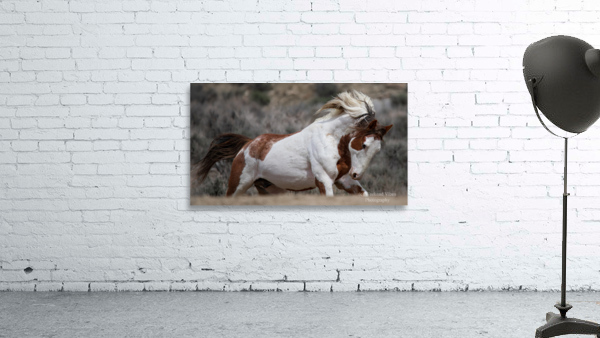 Scamper 2 Wall Preview