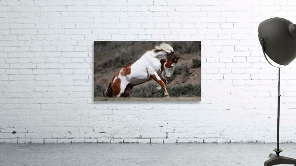 Scamper 3 Wall Preview