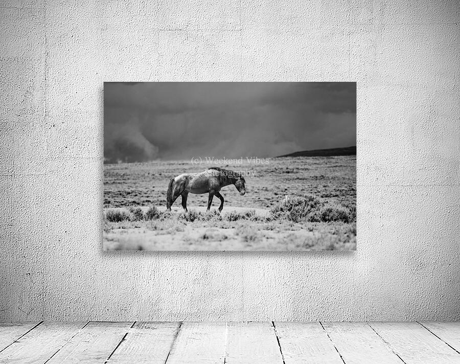 Lone Stallion Wall Preview