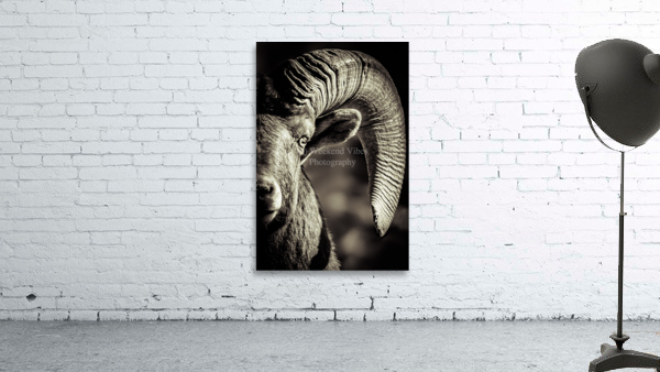 Bighorn Eye Wall Preview