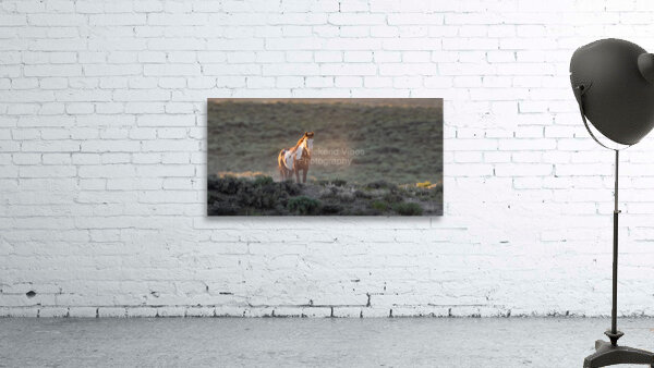 In The Light Wall Preview