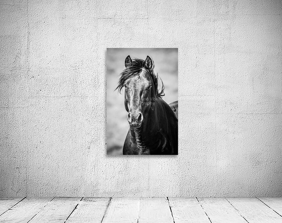 Black Stallion Wall Preview