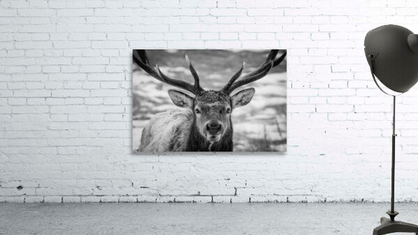 Winter Elk Wall Preview