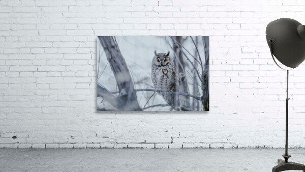 Long Eared Winter Wall Preview
