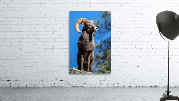 Colorado Epic Wall Preview