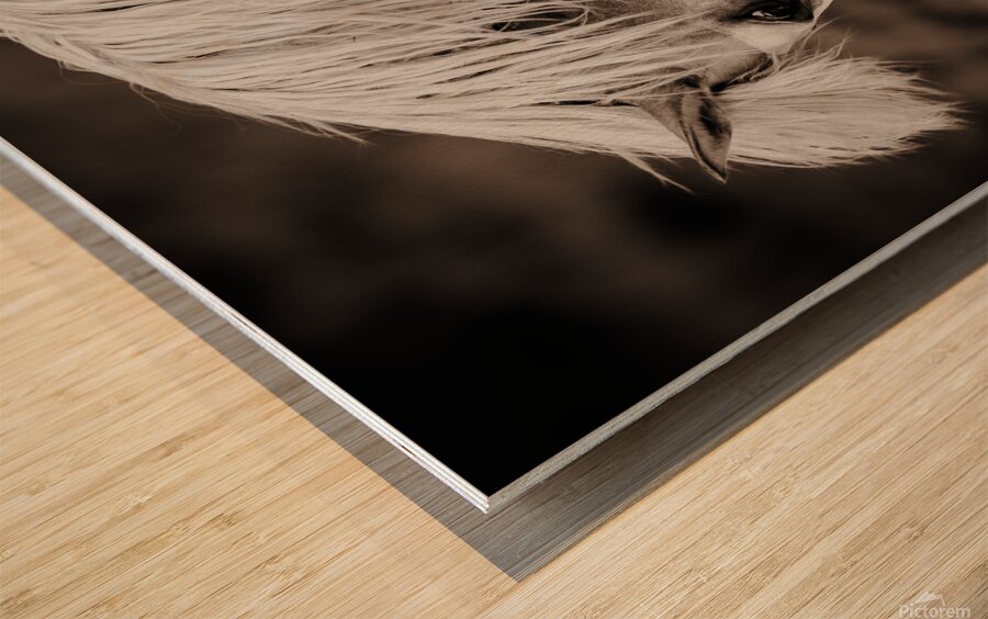 Meteor In Motion Wood print