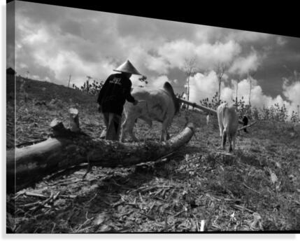 Cow pulling wood Canvas Print