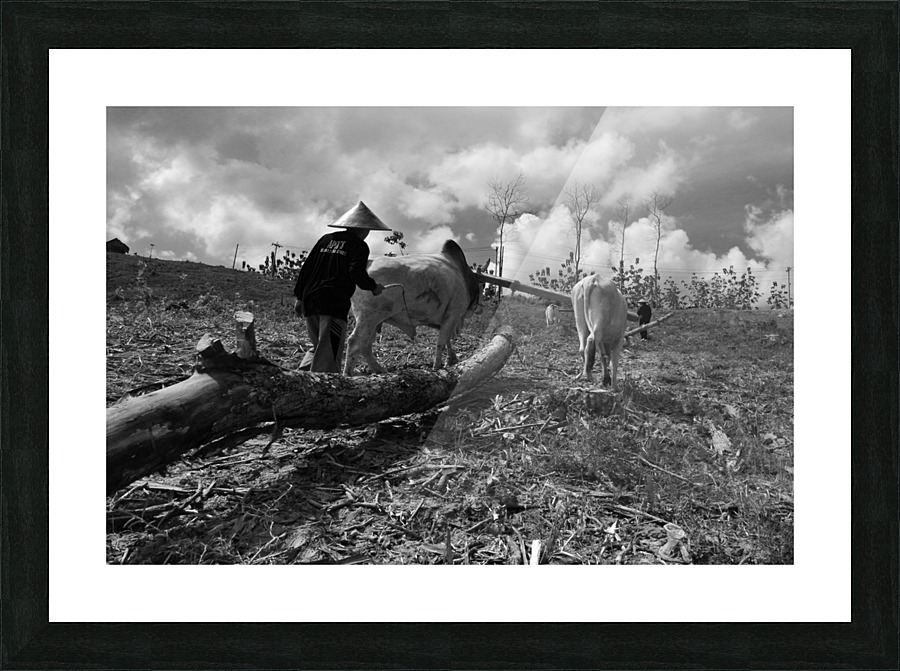 Cow pulling wood Picture Frame print