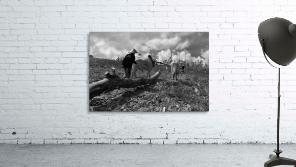 Cow pulling wood Wall Preview