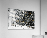 Dans la neige de Montreal Acrylic Print