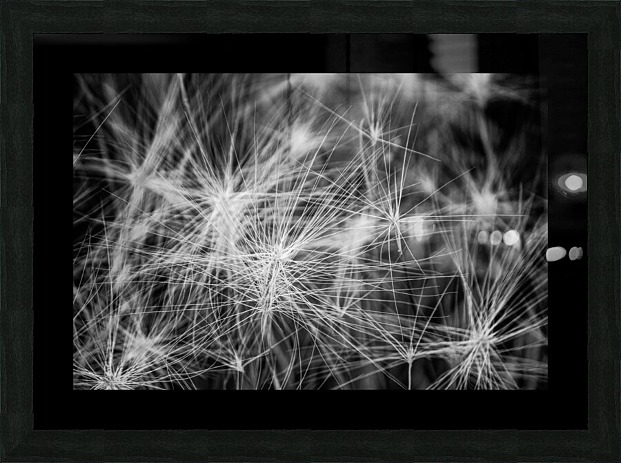 Flore de la Saskatchewan Picture Frame Printing