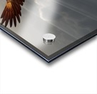 Eagle in the sky Acrylic print