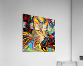 Kitten Acrylic Print