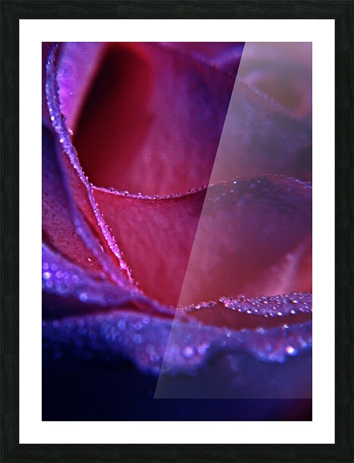 Rose Picture Frame print