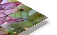 Lotus Flower HD Metal print