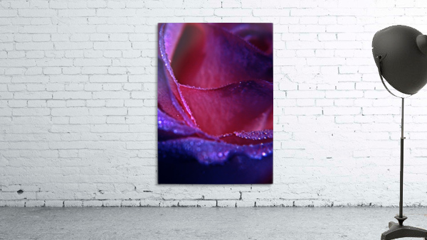 Rose Wall Preview