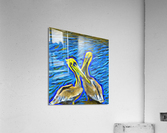 Pelican Power Acrylic Print