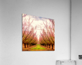 Peach Tree Grove Acrylic Print