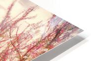Peach Tree Grove HD Metal print