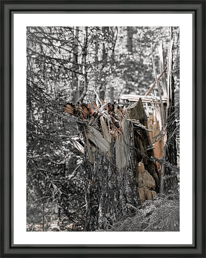 The Splintered Tree Impression et Cadre photo