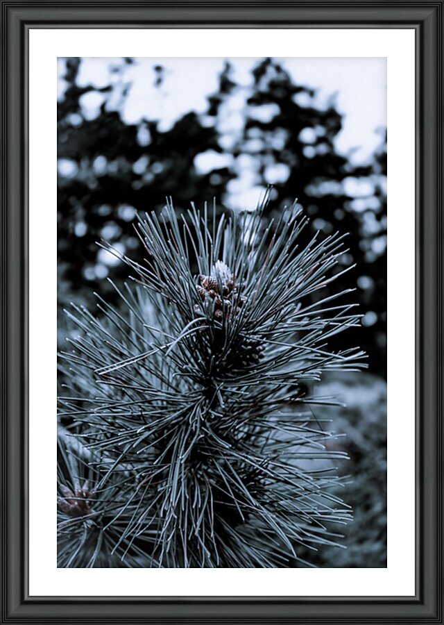 Cedar Pine Picture Frame print