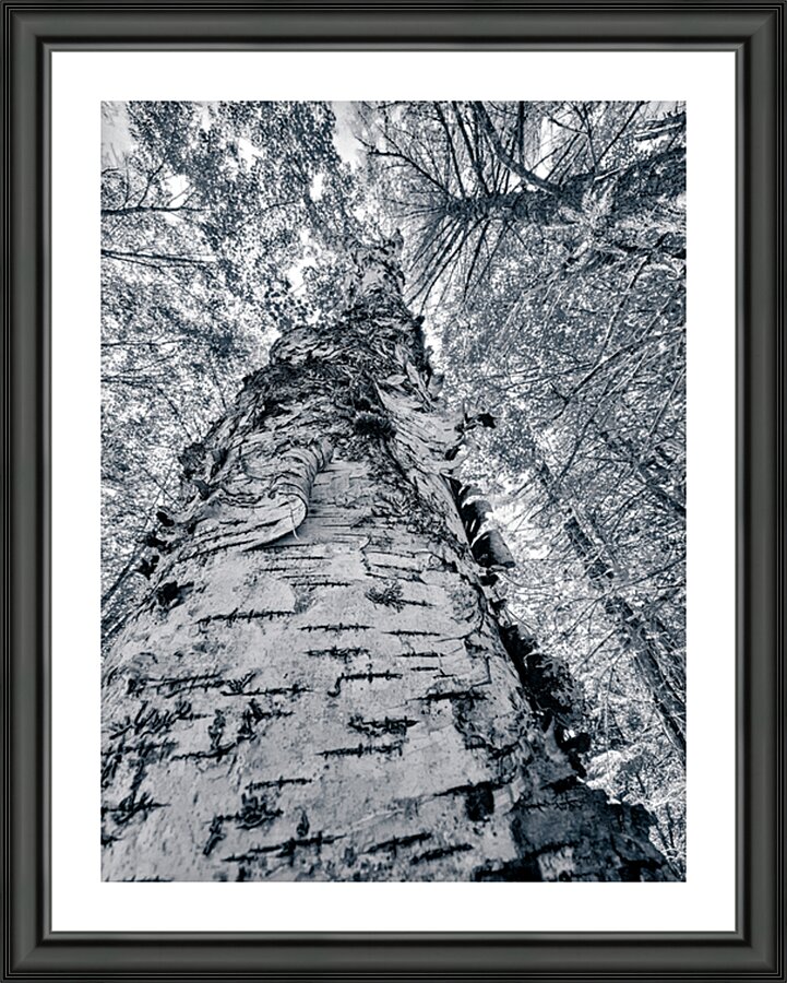 Tall Birch Picture Frame print