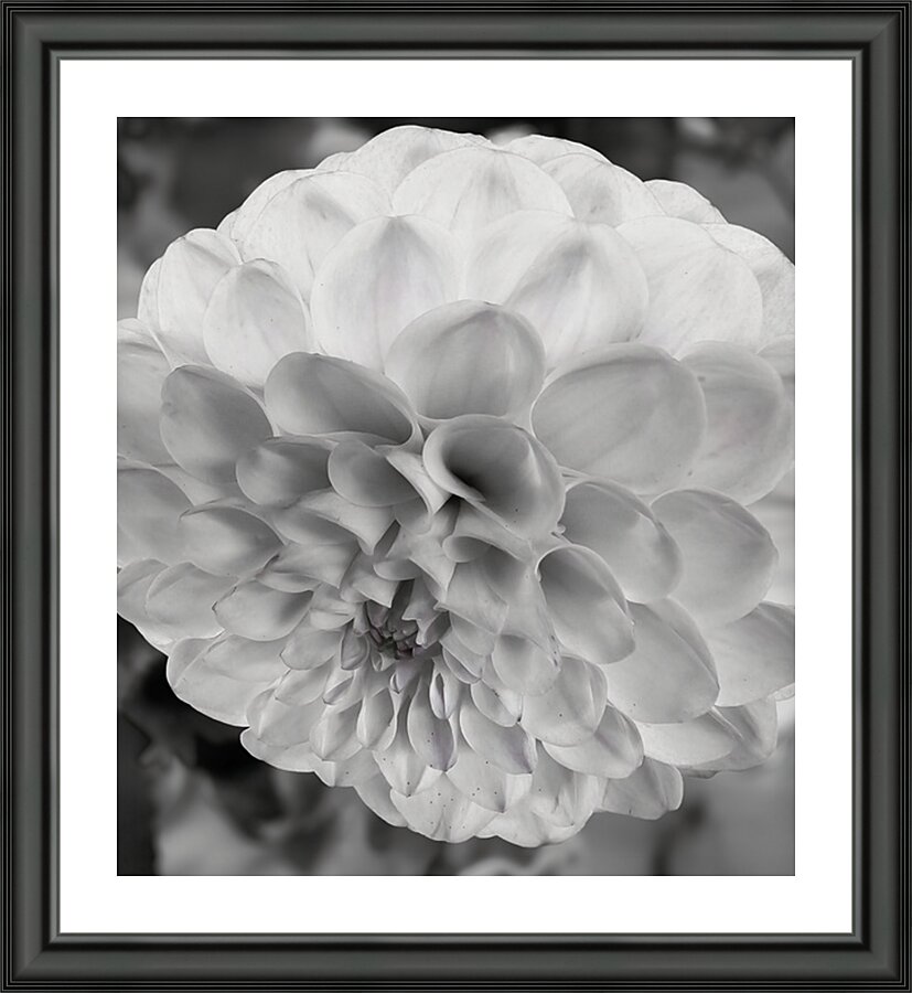 Glowing Petals Picture Frame print