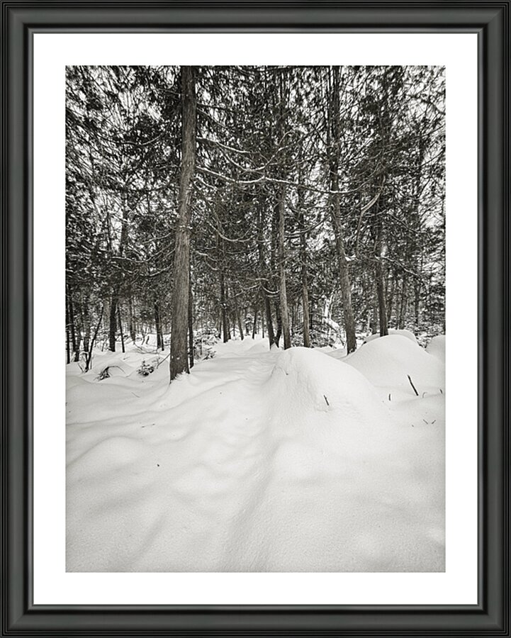 Winter Through The Trees Picture Frame print