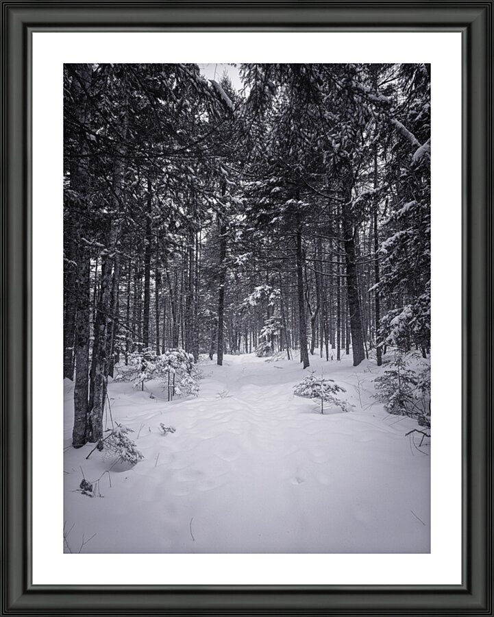 The Snowy Trail Picture Frame print