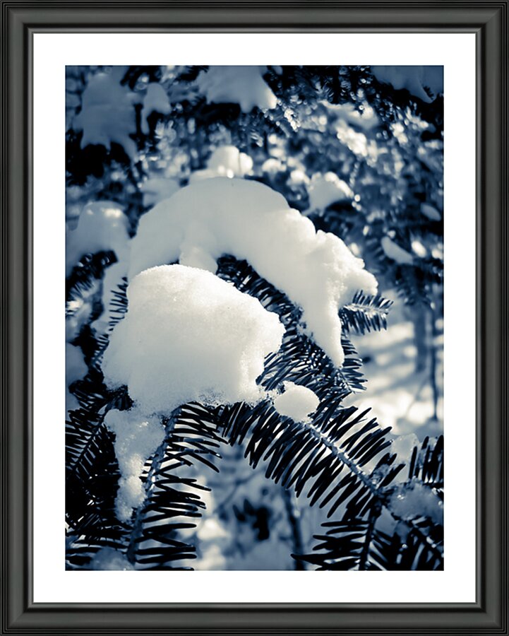 Snow On The Pine Picture Frame print