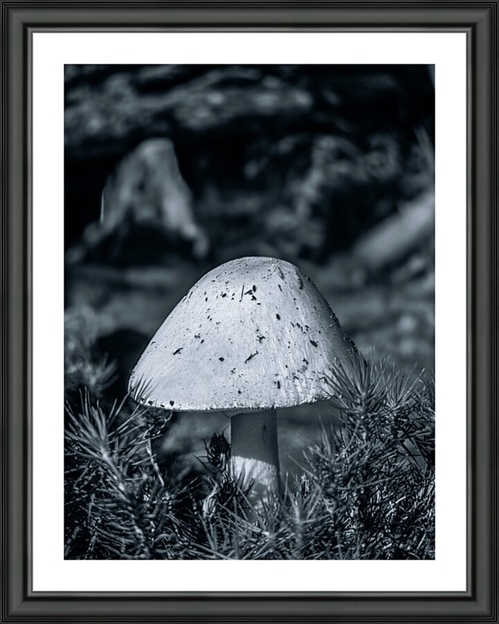 The Watcher Impression et Cadre photo