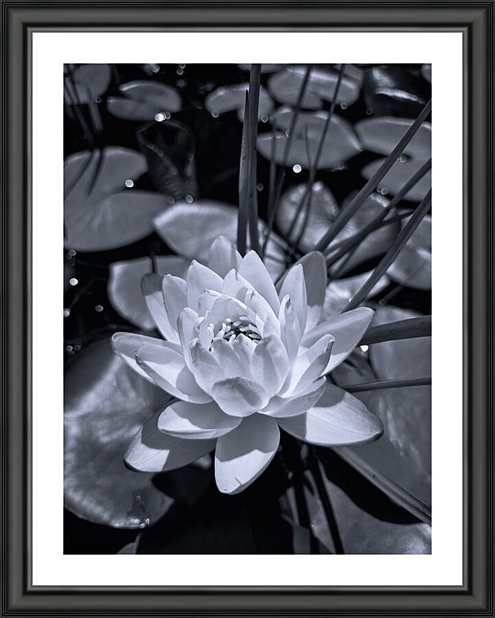 Silent Bloom  Picture Frame print