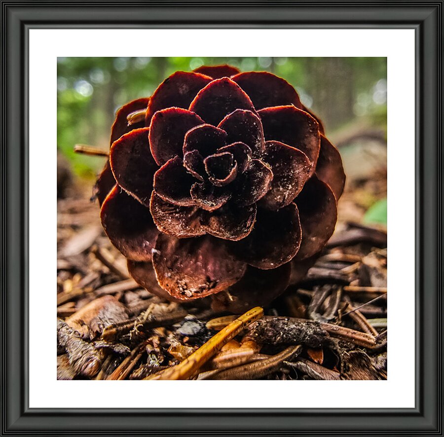 The Pine Cone  Picture Frame print
