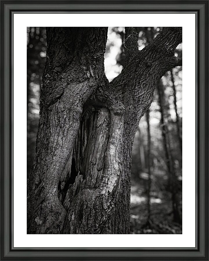 The Knotty Tree  Picture Frame print